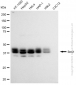 KD-Validated Anti-Bmi1 Rabbit Monoclonal Antibody